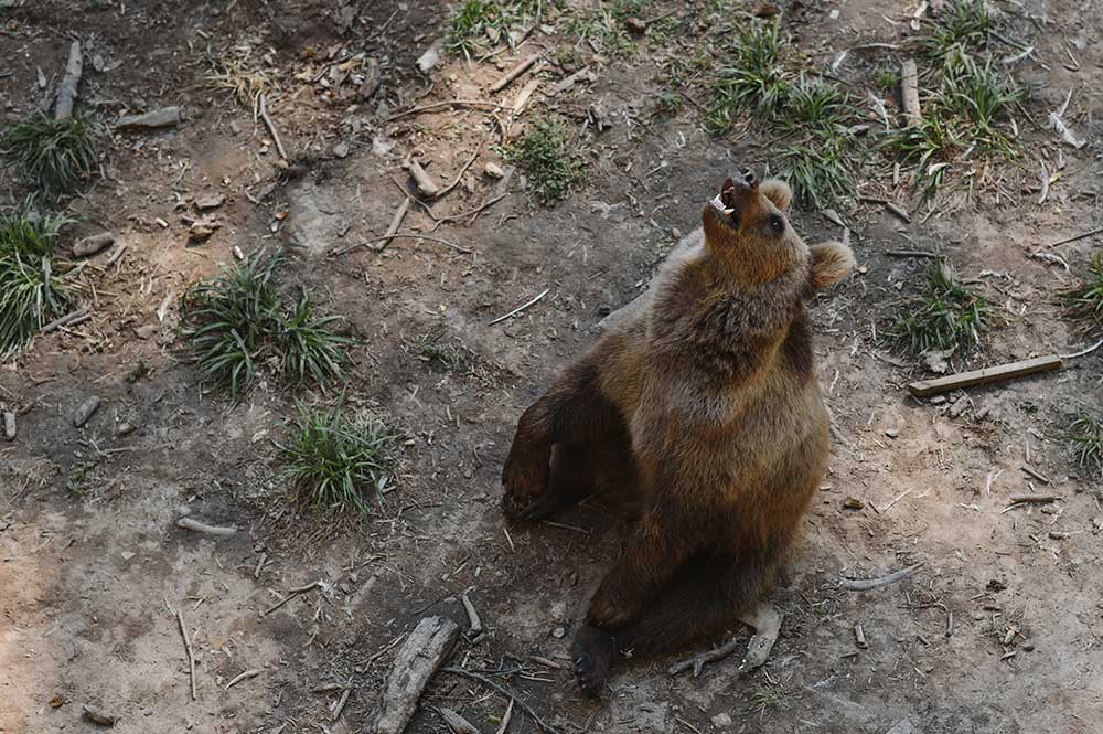 brown bear