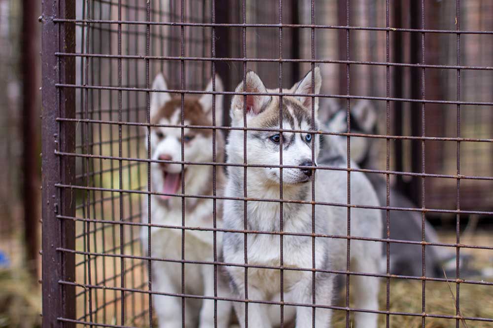 huskies in cage