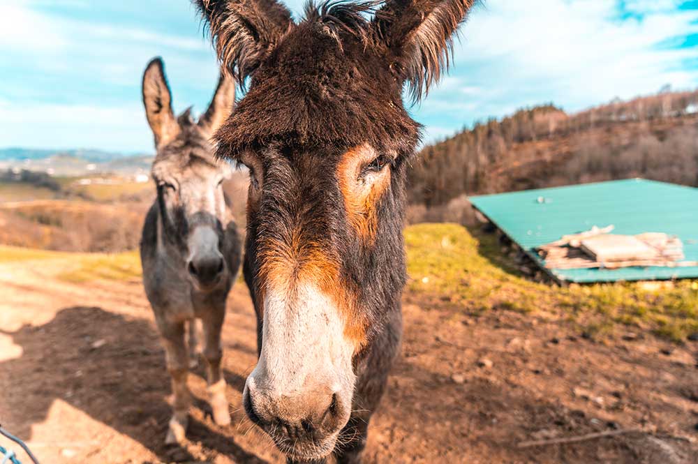 donkeys