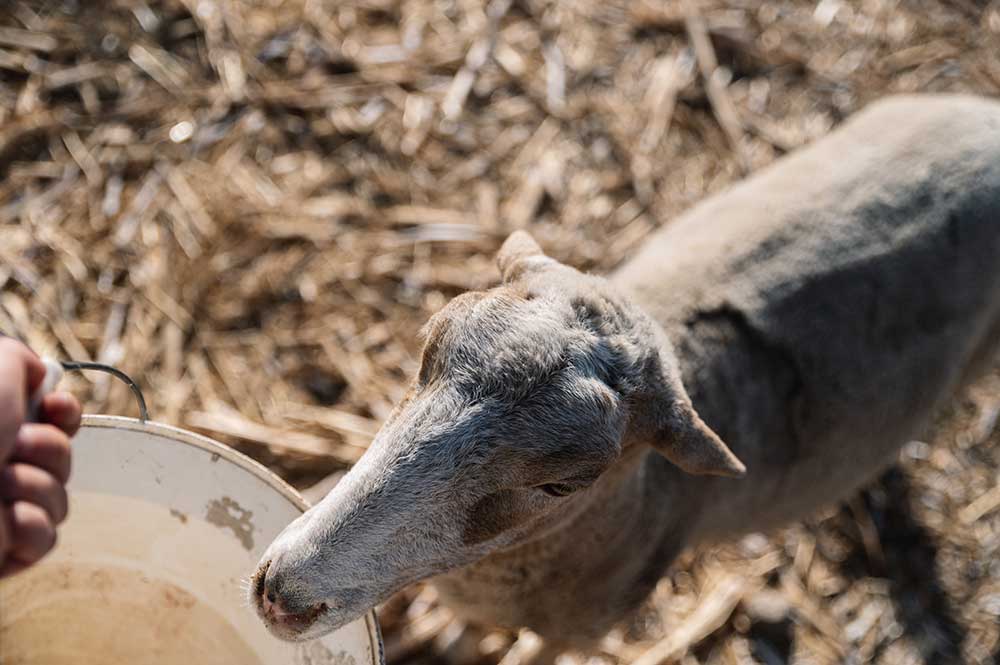 dog being fed from bucket