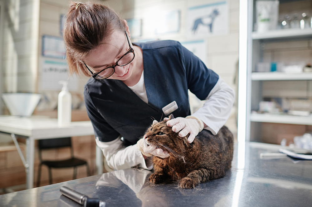 cat with vet