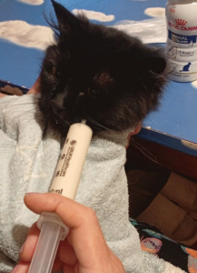 cat