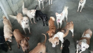 dogs from the Woogang kennels in the Philippines